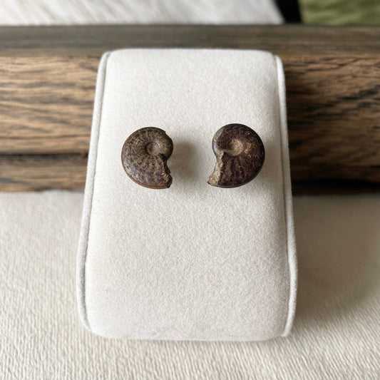 Ammonite Fossil earrings 