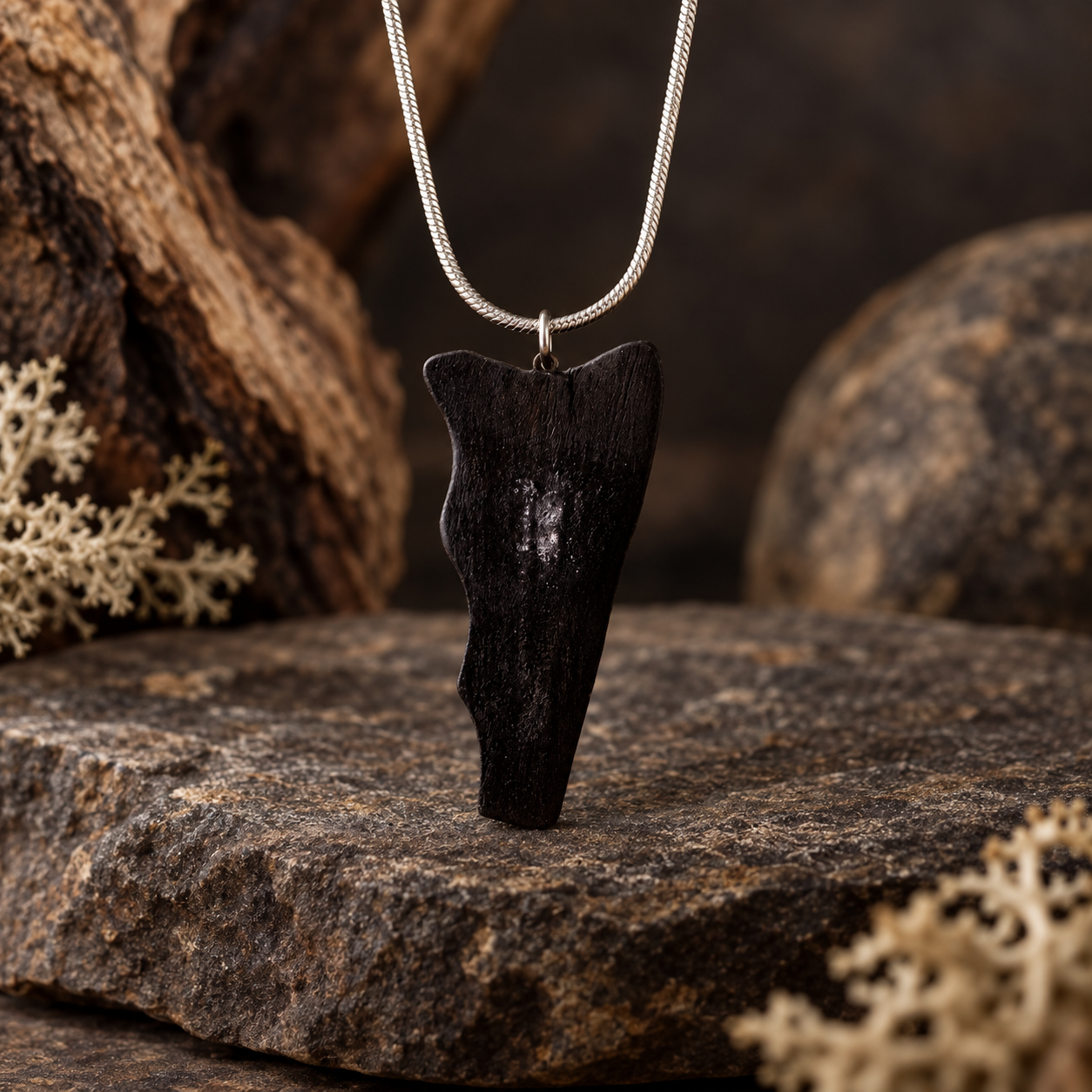 A black fossilized tooth pendant necklace on a silver snake chain, displayed on a textured stone surface with natural wood and dried coral props.